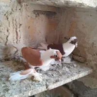 کبوتر ابلاغ اغگیلوغ