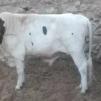 گوساله نر