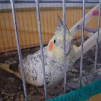 عروس هلندی