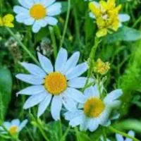 راهنمای گل وگیاه