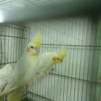 عروس هلندی