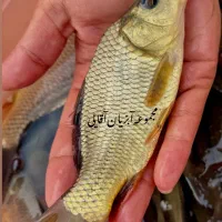 آمور کپورفیتوفاک مناسب استخرکشاورزی نژادتاتا(مجار)