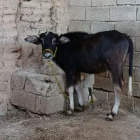 گاومیش