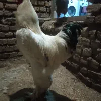 خروس برهما