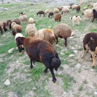 فروش ۴عدد میش داشتی درجه یک هیکلی  پلنگی افشاری