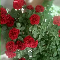 مشاوره رایگان گل و گیاه