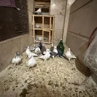 15 تا کفتر به شرط
