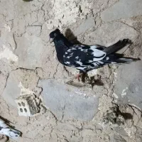 کله ای|پرنده|مسجد سلیمان, |دیوار