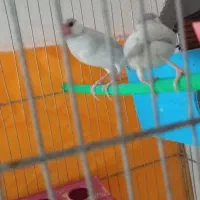 مجسمه فنچ نرگسی معاوضه با کوتوله