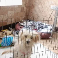 سگ شیتزو پنج ماهه