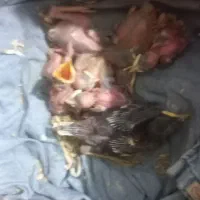 جوجه مینا کوچیک 300بزرگتره 350شمار