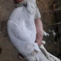 کبوتر غریب