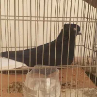 کبوتر دمگیر سینه باز زاغ دم سفید
