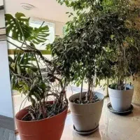 گاز، بالابر،دستگاه قالی. قالی 6متری. مبل استیل