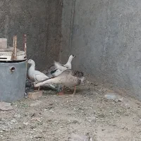 ۲ اردک ماده و یک غول قاز نر