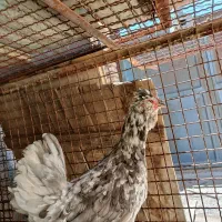 تخم نطفه دار گلین طوسی