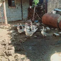قو غاز