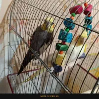 فروش فوری عروس هلندی نرو ماده