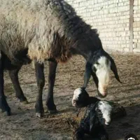 میش دوقلوزا