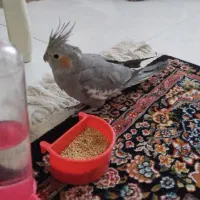 عروس هلندی