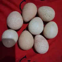 تخم شاخدار نطفه دار