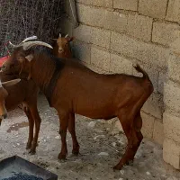 ساورین مهران