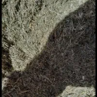 کاه یونجه امسال تازه کیلویی ۳۵