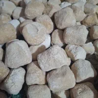 کشک گوسفندی