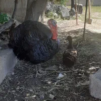 یک عددبوقلمون نرجوان سالم درصورت نیاز ذبح هم میشود