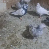 ۲۳تا حیوون بم ۲۰تا نر بازی کن ببر