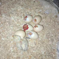 جوجه برهما لایت
