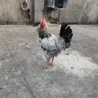 تعدادی خروس جوان