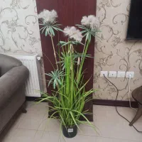 گل نخل مرداب