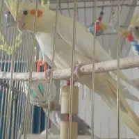 عروس هلندی چشم شرابی خشگل قدبلند