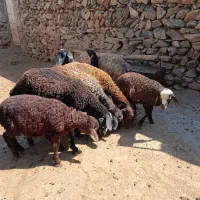 فروش چهار عدد میش و بره
