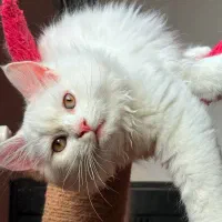 بریتیش لانگ