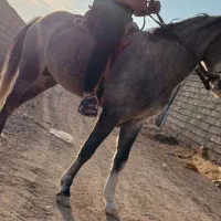 فروش ومعاوضه