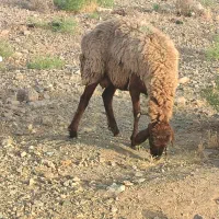 میش مخصوص قربانی