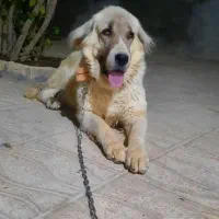 سگ ماده نژاد سنگ سری