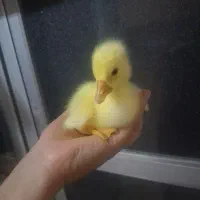 جوجه قو قاز اصل