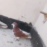 چپ نر
