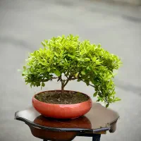 درختچه های مینیاتوری طبیعی