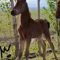 اسب|اسب و تجهیزات اسب‌سواری|مشگین شهر, |دیوار
