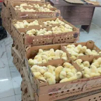 کارخانه انواع جوجه گوشتی+تخمگذار