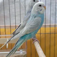 دو عدد ماده رینبو ( رنگین کمانی)