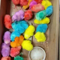 جُوجه‌رنگی‌فُروشی‌‌