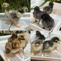 جوجه مرغ و خروس ویاندوت ایام سمانی برهما لهستانی