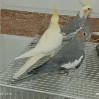 چند عدد عروس هلندی