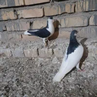 کبوتر|پرنده|اسفراین, |دیوار