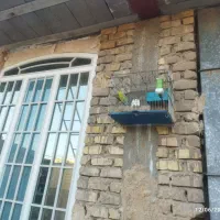 مرغ عشق آبی و سبز  جفت